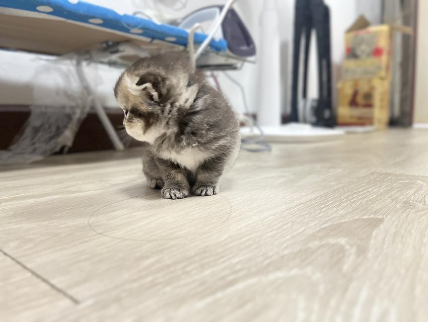 แมวเพศผู้อายุ 2 เดือน สกอตติสโฟล์ด 3