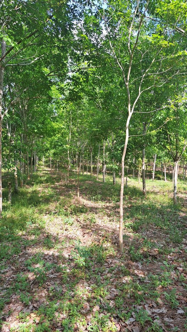 ที่ดินโฉนด ติดถนนสาธารณะ และ ไฟฟ้าเข้าถึง สวนยางนครศรีธรรมราช 2