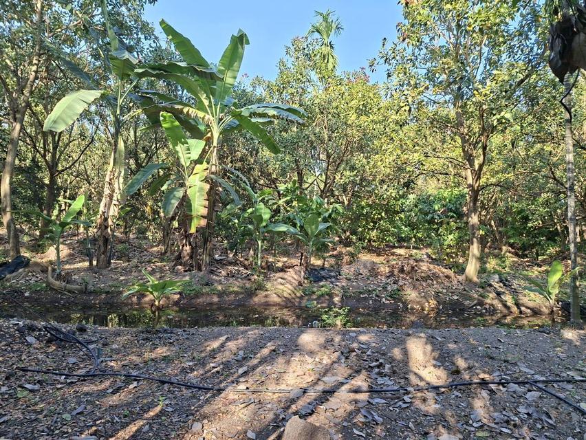 ขายที่ดินบางกะเจ้า 300 ตร.ว. ใกล้สวนศรีนครเขื่อนขันธ์ หน้าติดถนน หลังติดคลอง 5