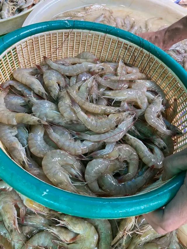 กุ้งขาว 1