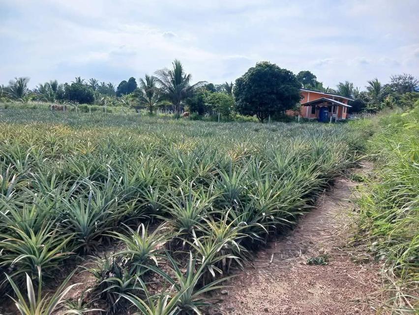 ที่ดินโฉนดครุฑแดงราคาถูกมาก23ไร่เศษ200,000 บาทต่อไร่ต่ำกว่าราคาประเมิน 9