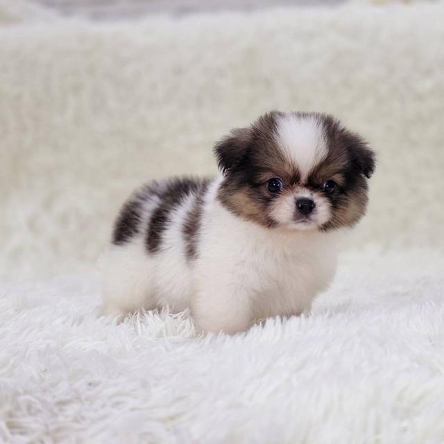 ปอมผสมชิสุ เพศผู้ รามอินทรา 4