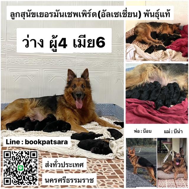 ลูกสุนัขเยอรมันเชพเพิร์ด(อัลเซเชี่ยน) 1