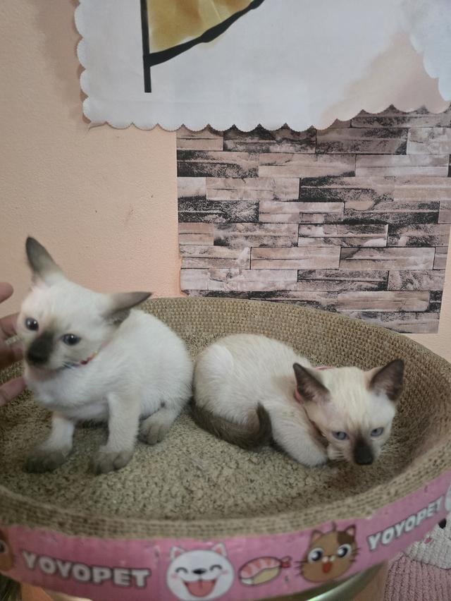 แมววิเชียรมาศพร้อมย้าย รูปที่ 11