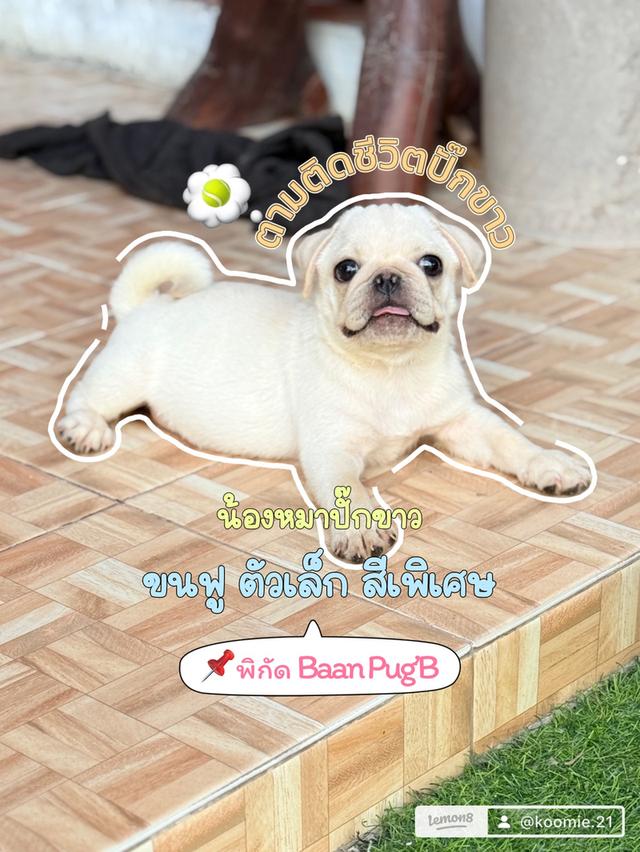 ลูกสุนัข ปั๊กขาว เพศผู้