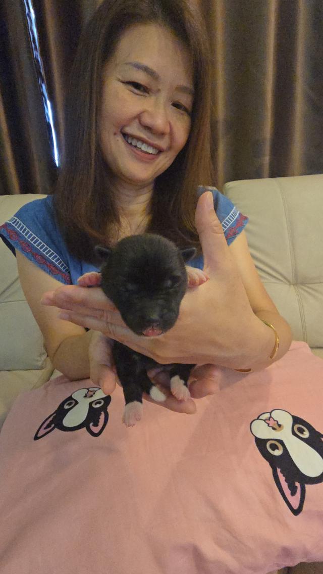 เปิดจองลูกอเมริกันอะคิตะ 5