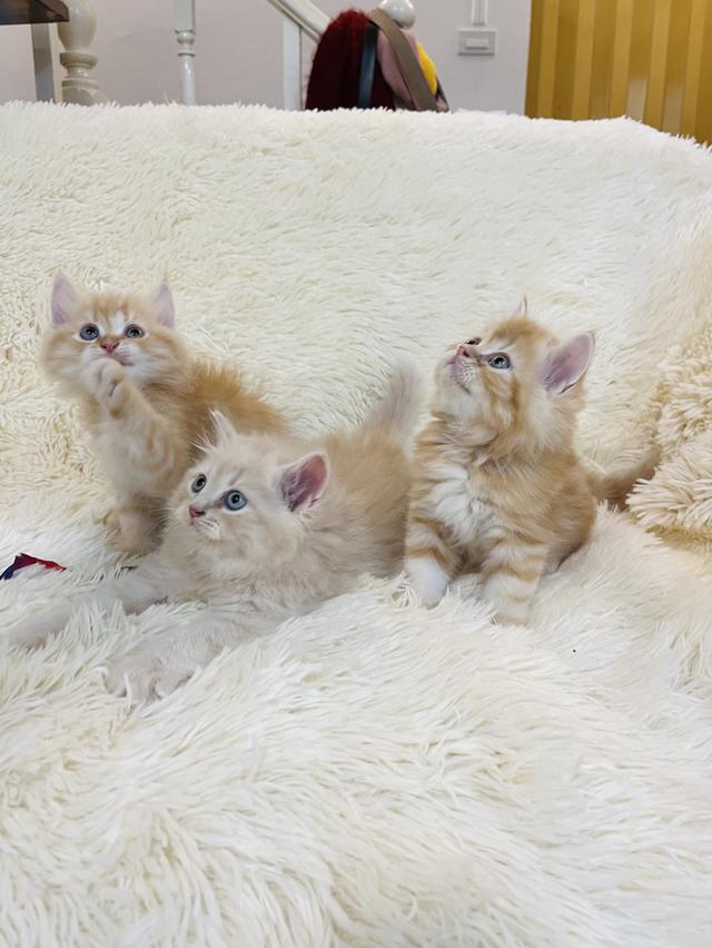 แมว เปอเซียสีส้ม ครีม🔥🔥🔥 รูปที่ 11