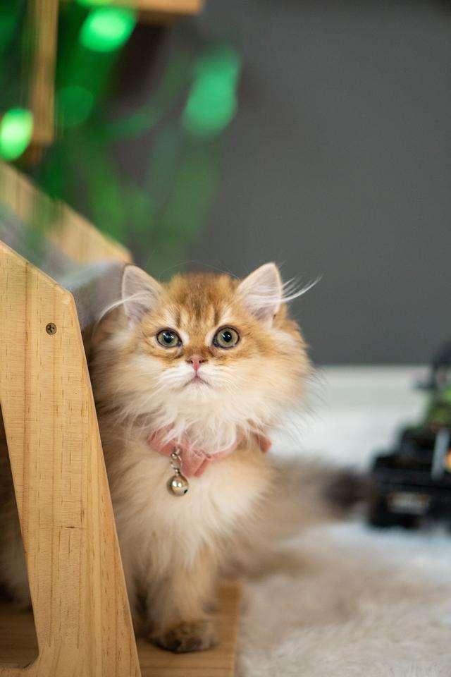 เด็กหญิงบริติช ลองแฮร์ (British Longhair) 6