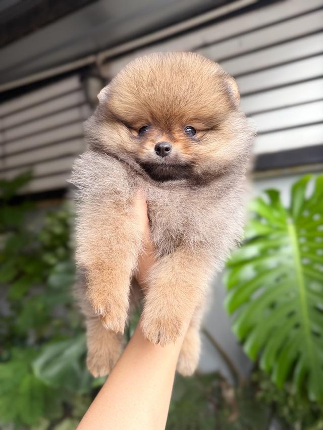 ปอมแท้ เพศเมียสีส้ม พิกัดรามอินทรา 10