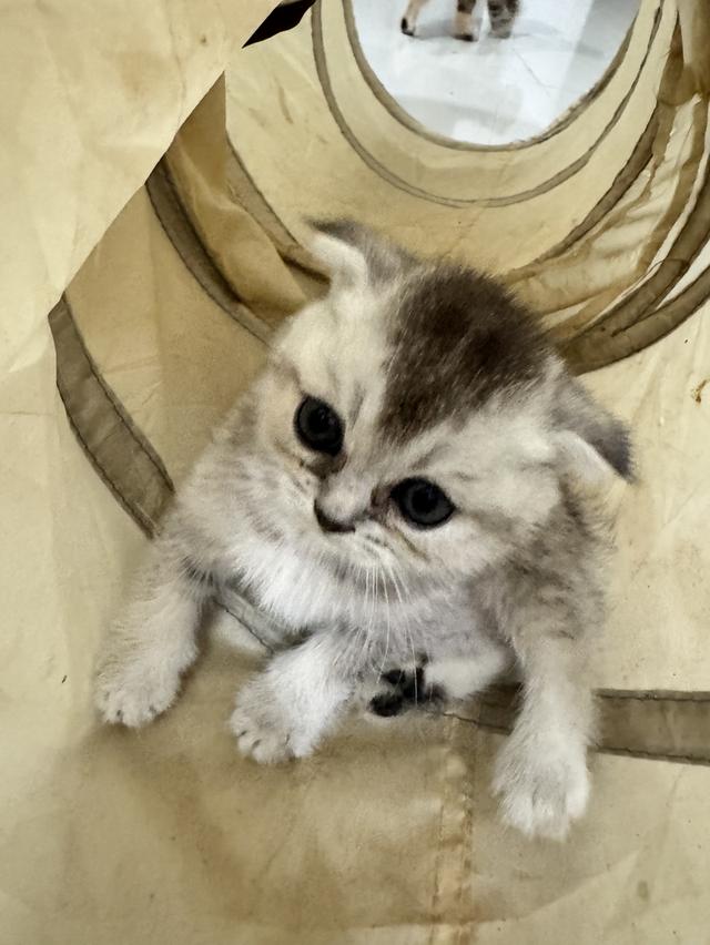 แมวสก็อตติสโฟร์