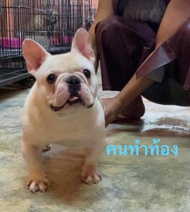 เฟรนช์บลูด็อก