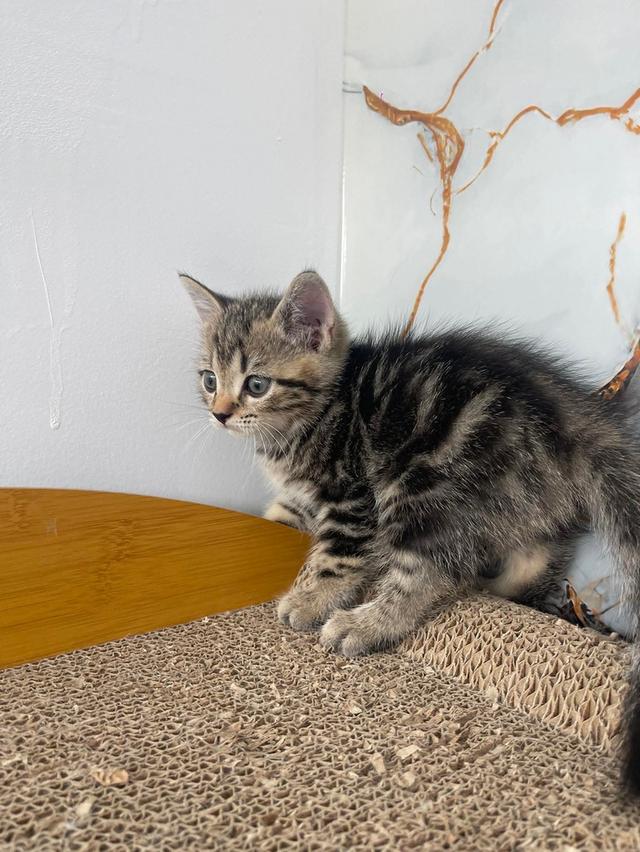 ลูกแมวพันธุ์สก๊อตติชแท้ รูปที่ 4