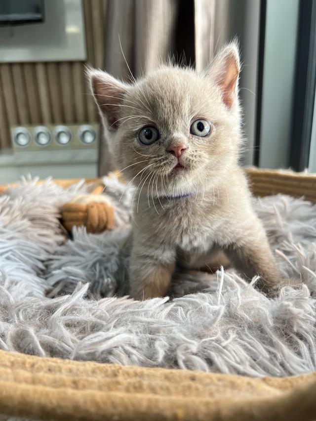 ลูกแมว บริติช ช็อตแฮร์ ใบเพ็ดนอกWCF(British Shorthair) 6