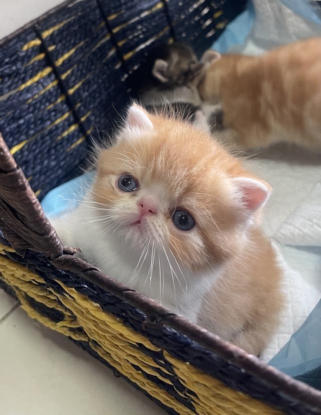 แมวexotic shorthair 