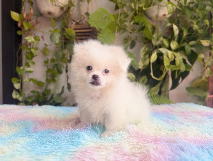 ปอมผสมชิวาวาสีครีม เพศเมีย พิกัดรามอินทรา 10