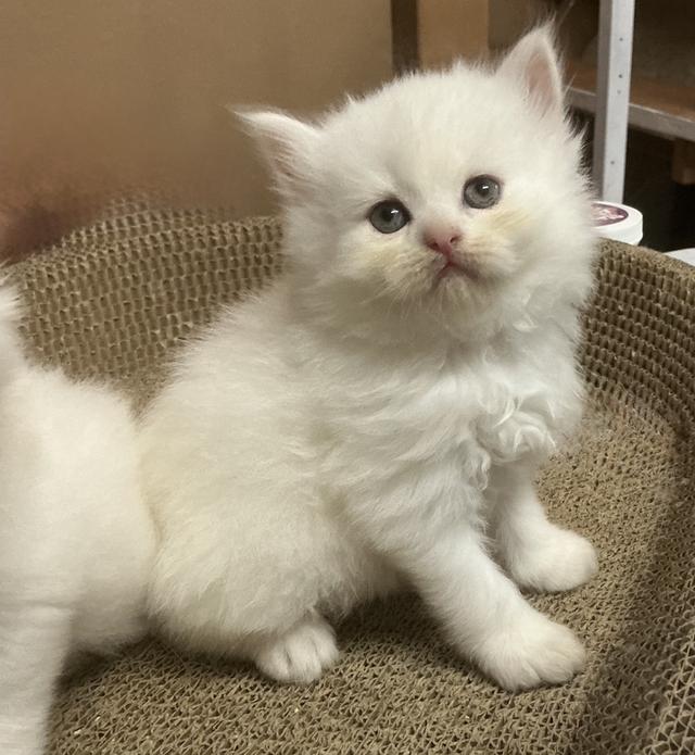 ลูกแมวเปอร์เซียขาวแท้สายตรง รูปที่ 3