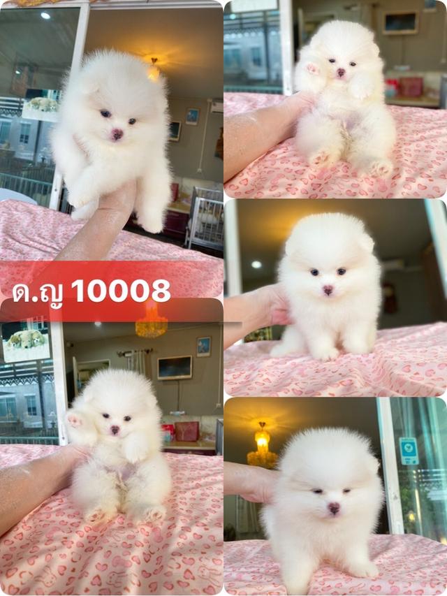 ปอมเมอเรเนียนแท้  2