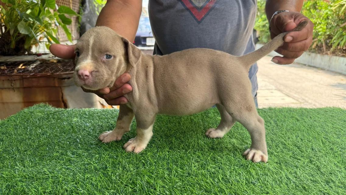 สุนัข American Pitbull รูปย่อยที่ 2