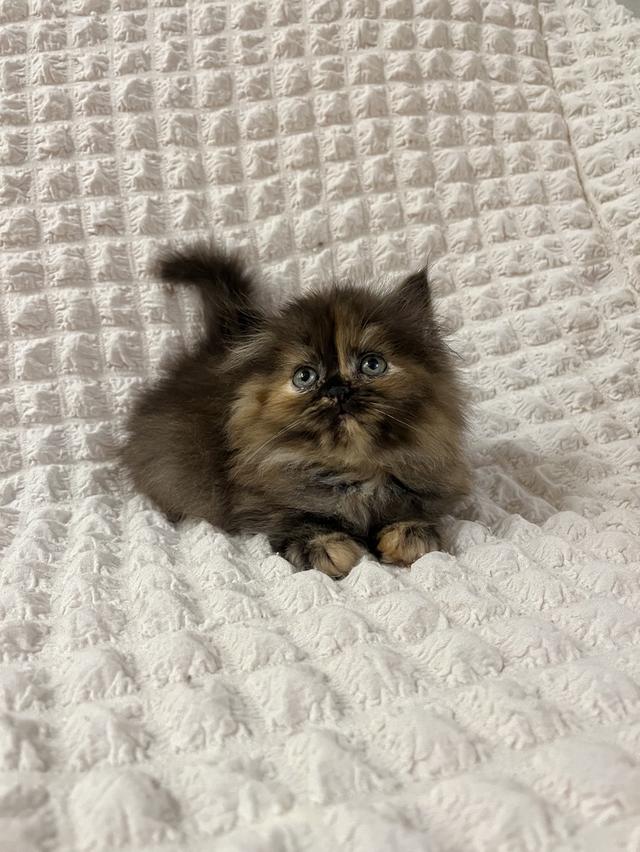 แมวเปอร์เซีย 🙂❌🍊✋😁vg 6