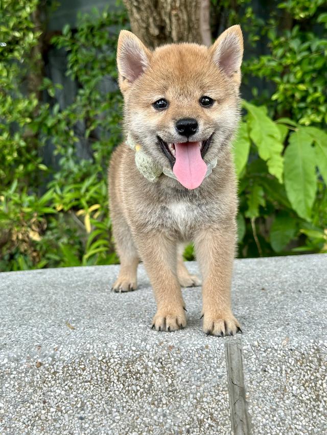 ชิบะอินุ Shiba