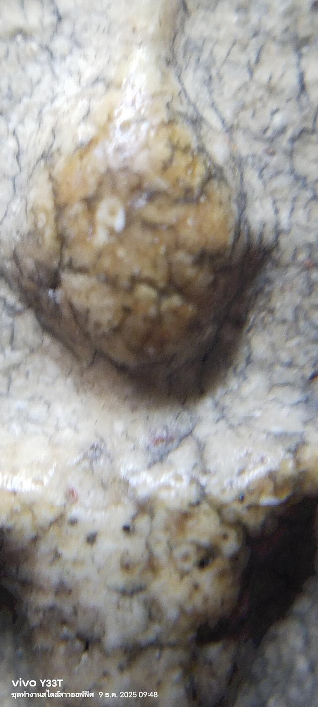 พระสมเด็จวัดระฆังพิมพ์ใหญ่ รูปที่ 19