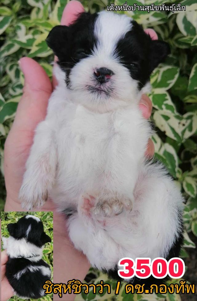 เปิดจอง ชิสุห์ผสม ปอม พุดเดิ้ล ชิวาว่า