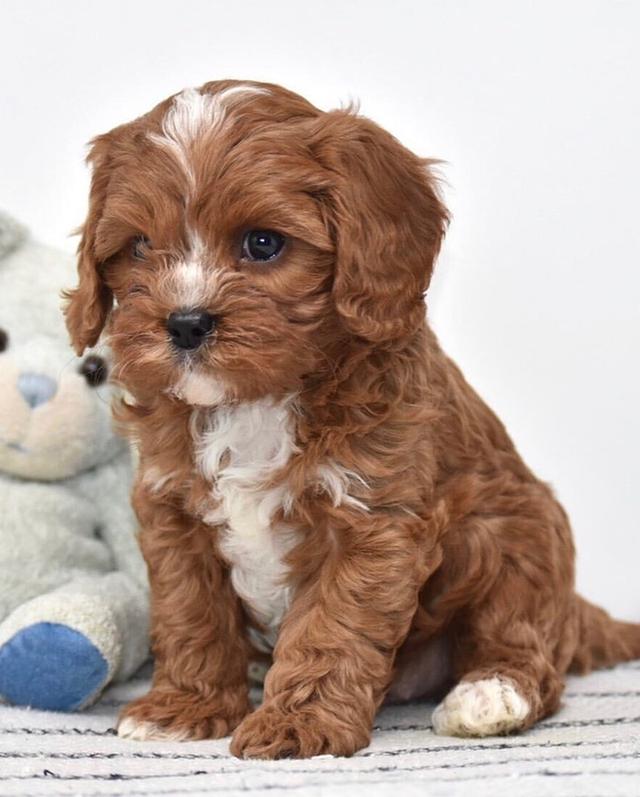 Amazing Cavapoo Puppies  WhatsApp me : +66 63 826 3042