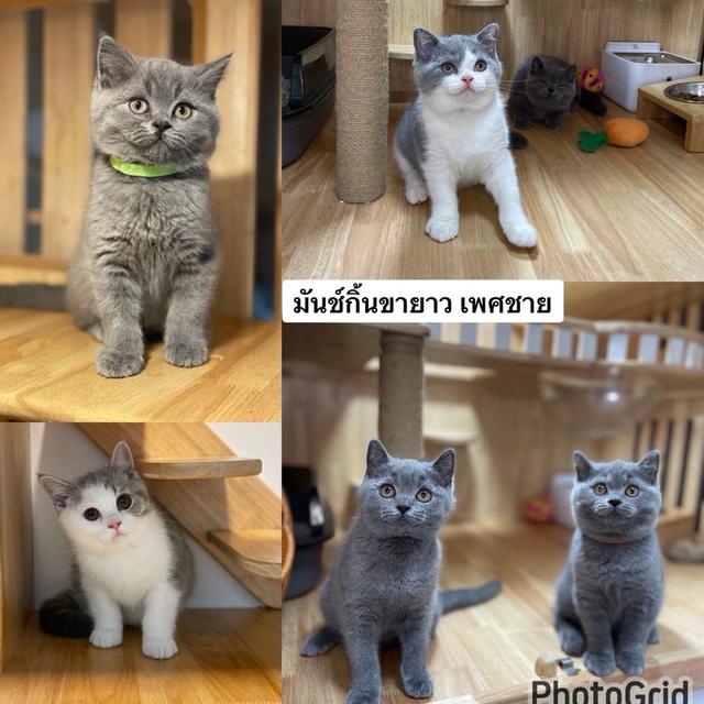 แมวมันช์กิ้นขายาว พร้อมย้าย