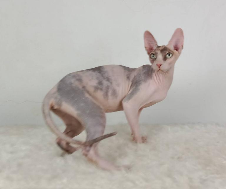 21.แมวสฟิงซ์/เพศเมีย หาบ้าน Sphynx Cat/Female looking for a new home 7