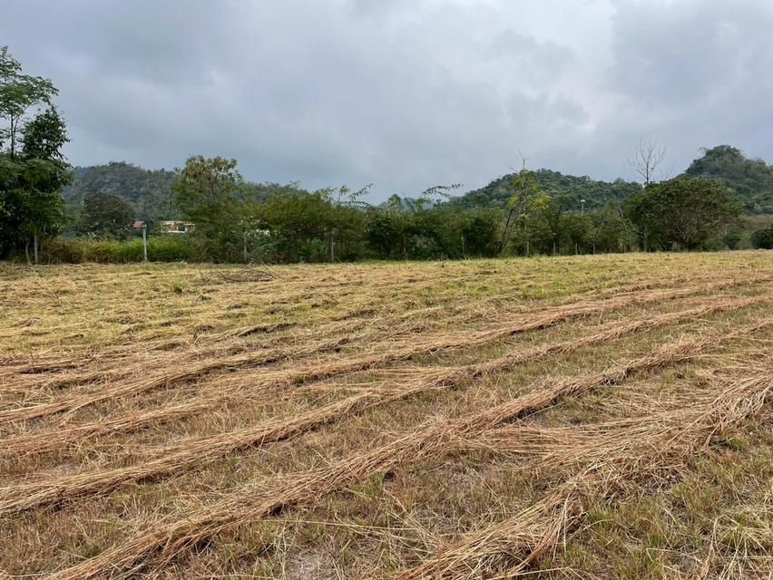 ขายที่ดินสวย วิวภูเขา เขาใหญ่ นครราชสีมา 6