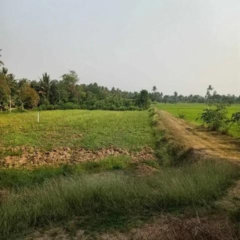 ขาย ที่ดินเปล่า 150 ตร.วา ทำเลดี ราคาคุ้ม ตำบลสร้อยฟ้า อำเภอโพธาราม จังหวัดราชบุรี 3