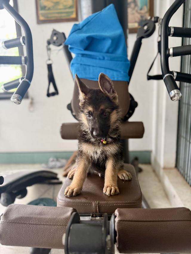 หมาเยอรมันแชดเพริด 6