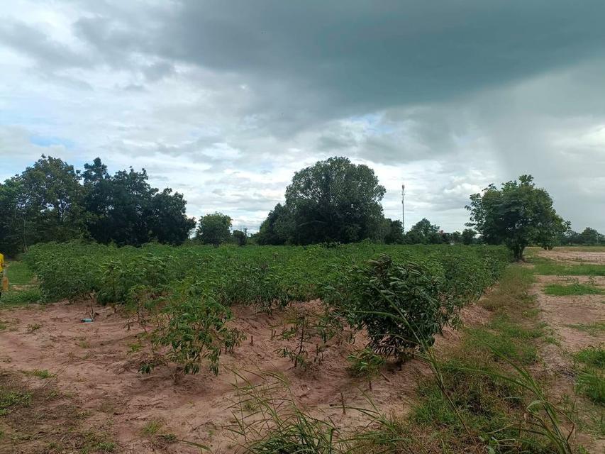 ขายที่ดิน 9-2-13 ไร่ ติดถนน ทำบ้านจัดสรรได้ ติดเทศบาล ตำบลเนินขาม อ.เนินขาม จ.ชัยนาท ขายถูกสุดในย่านนี้ 9