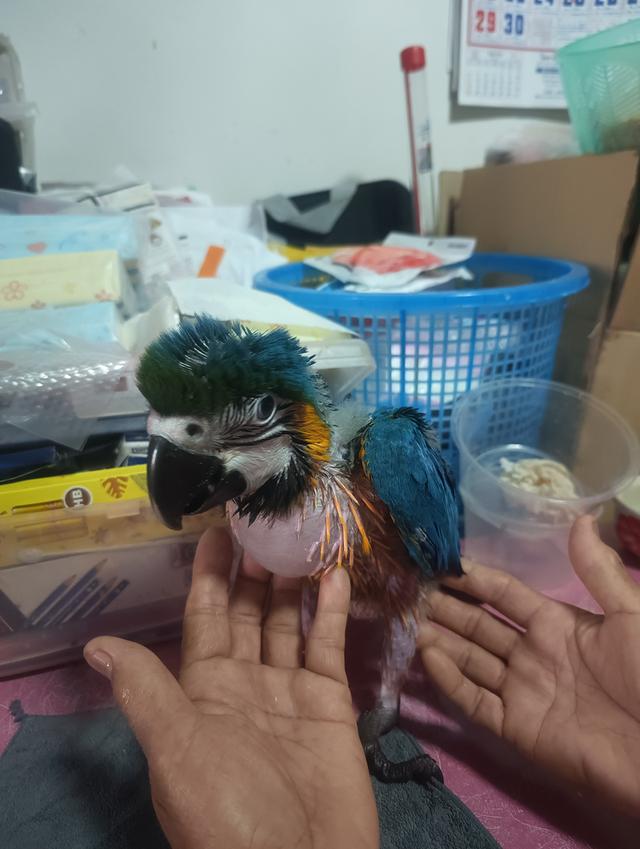 บลูโกล Blue and Gold Macaw