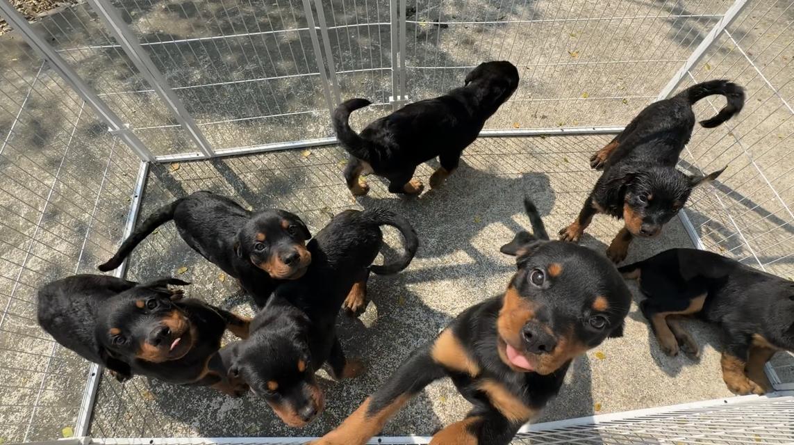 ลูกสุนัข ร็อตไวเลอร์ อายุ 4 เดือน รูปที่ 3
