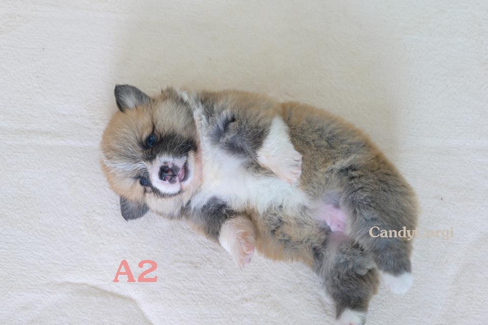 คอร์กี้ (Welsh Corgi) 6