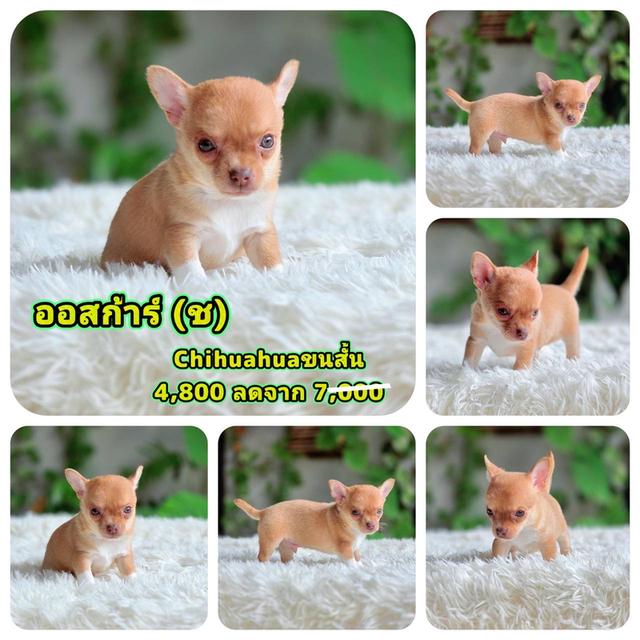 ชิวาวาแท้ ขนสั้น ขนสองชั้น พร้อมย้ายบ้าน รูปที่ 5