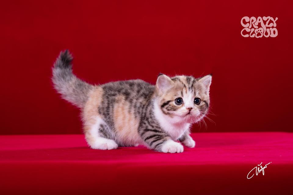 SCOTTISH FOLD หูตั้ง 💗♀︎ Female