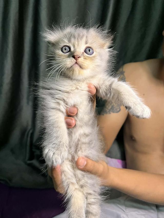 แมวสก็อตติสโฟลด์แท้ หูพับ 4