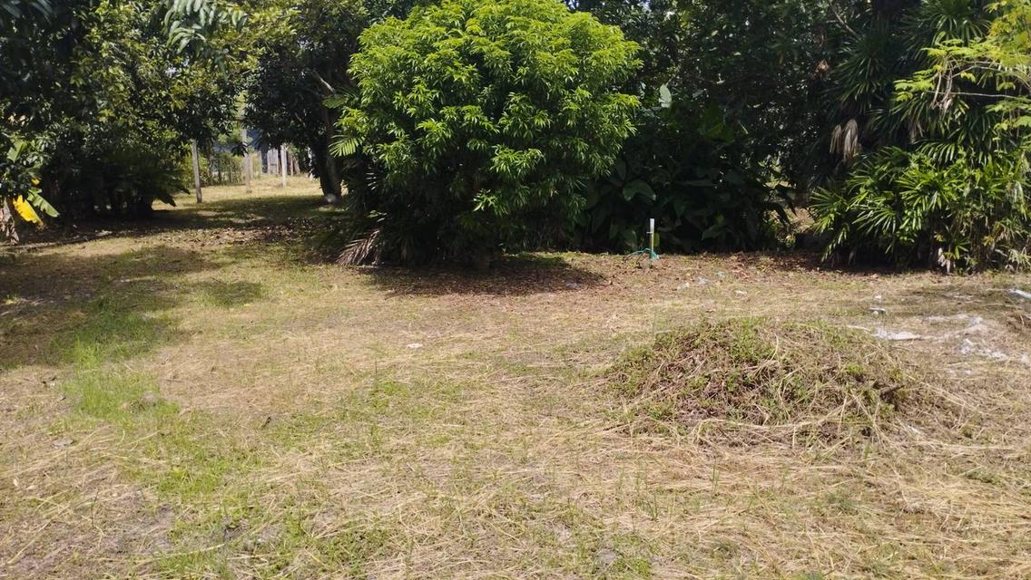 ที่ดินทำเลทอง ตำบลป่าไผ่ อำเภอสันทราย จังหวัดเชียงใหม่