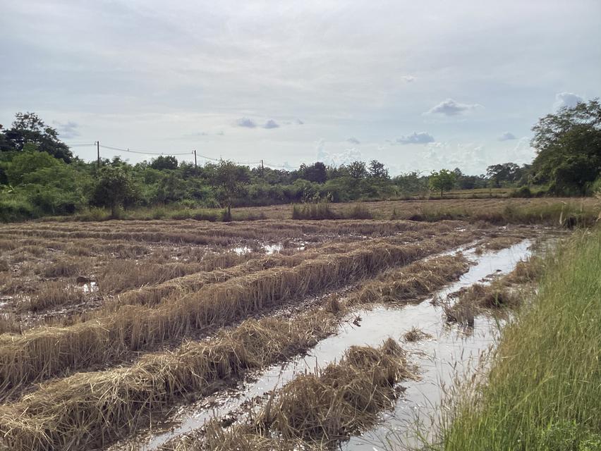 ที่ดิน11ไร่/ติดถนนเลี่ยงเมืองนครพนม/ไร่ละ3.5ล้านบาท 4