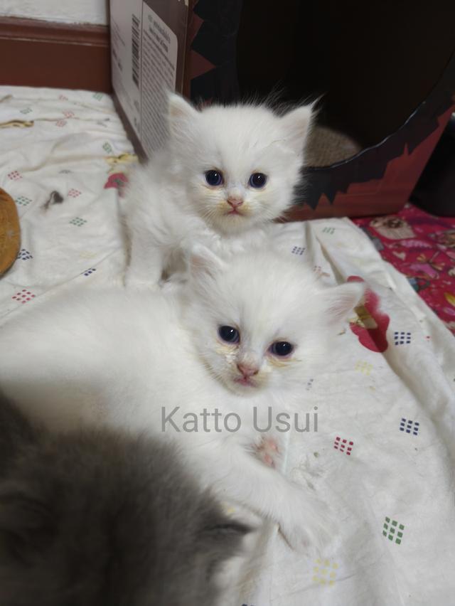 ลูกแมวเปอร์เซีย กทม ลาดพร้าว