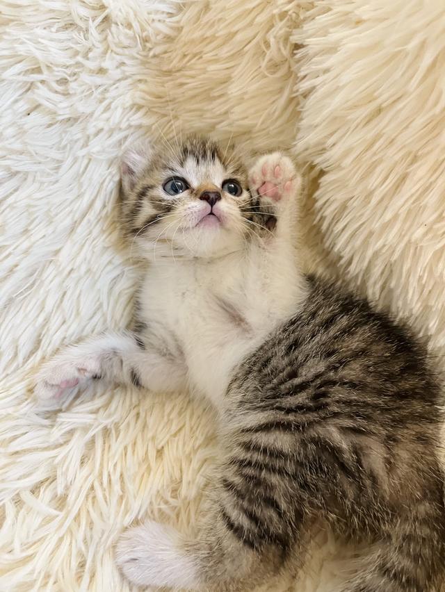 แมวหูบิน อเมริกันเคริล รูปที่ 16