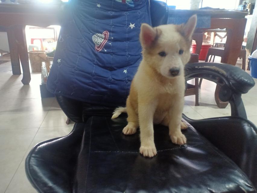 ลูกหมาบางแก้วแท้
