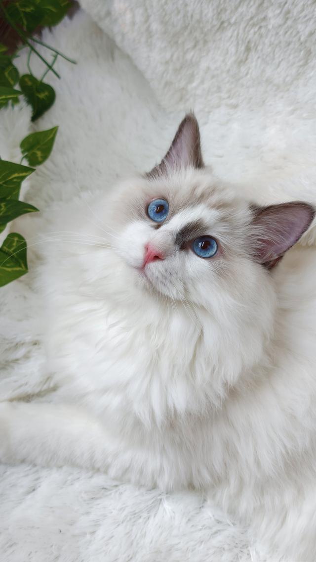 ลูกแมวแร็กดอลล์แสนสวย