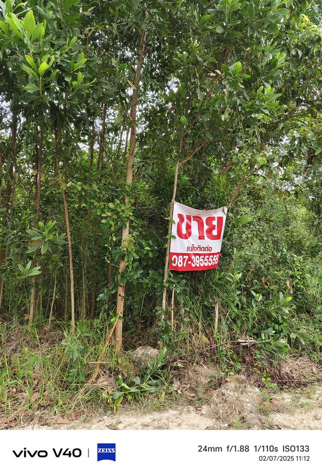ขายที่ดินในหมู่บ้านเพชรกล้าการ์เด้นโฮม ต.คลองทราย อ.นาทวี จ.สงขลา ใกล้ศาลจังหวัดนาทวี ที่ติดถนน 2 ด้าน เนื้อที่ มี 6 ห้อง  ราคา ห้องละ 250,000 บาท  13