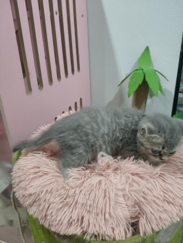เด็กหญิง เทาลาย สก็อตติช🏠🏡😻 รูปที่ 7