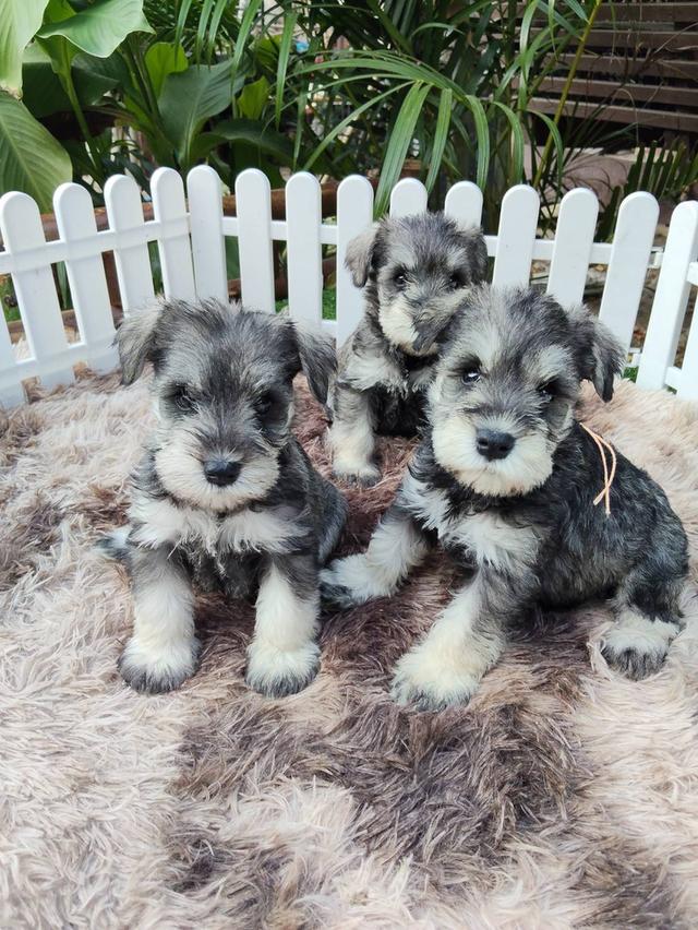 ลูกชเนาเซอร์ มาร์คชัด ฉลาด