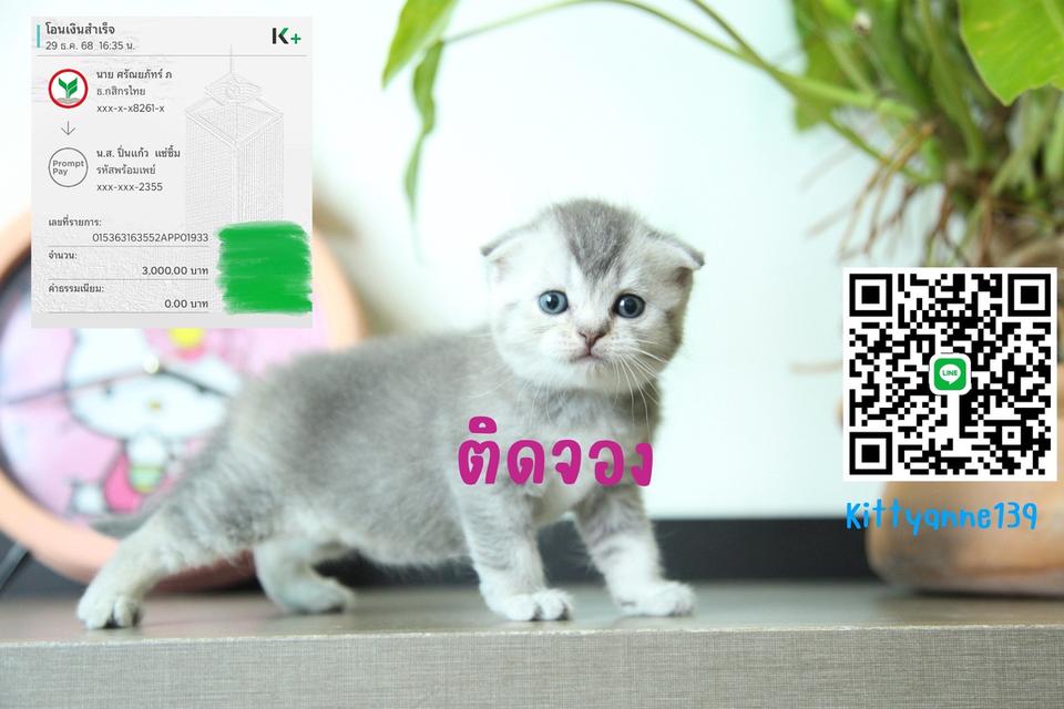 แมวสก็อตติชบริติชแท้