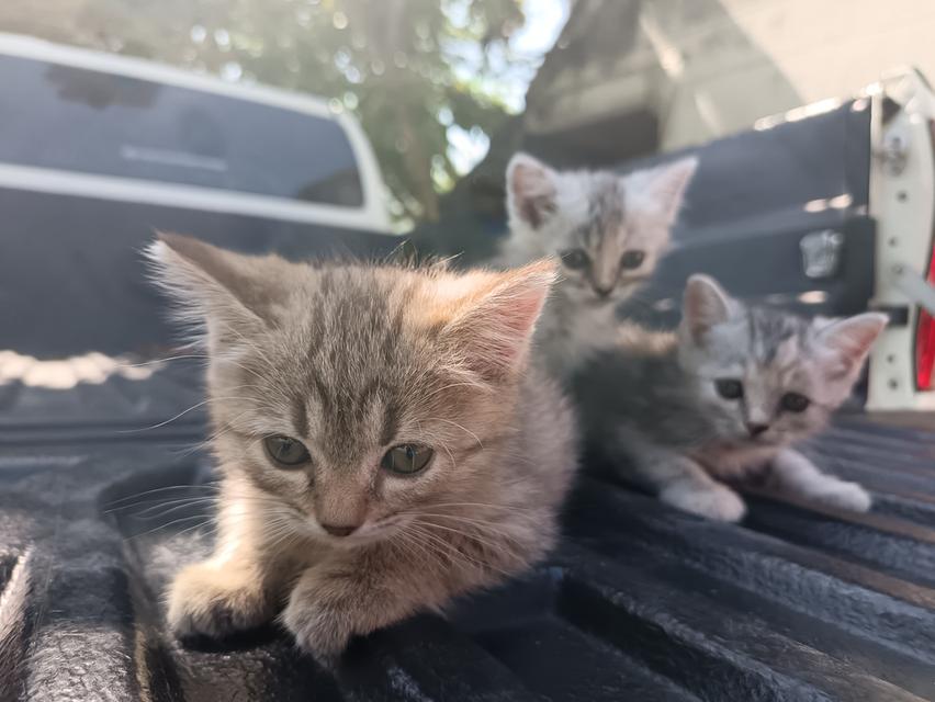 แมวเปอร์เซีย​ผสมอเมริกั​นช็อต​แฮร์​ 2